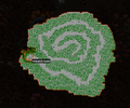 Thumbnail for version as of 19:17, 21 October 2024